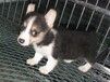 广东哪里买宠物狗深圳哪里买纯种柯基犬广东扬帆犬业