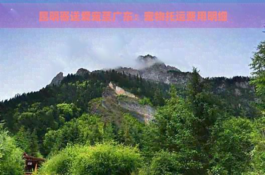 昆明寄送爱宠至广东：宠物托运费用明细