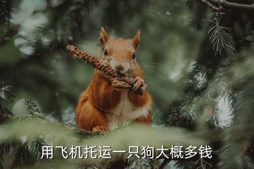 用飞机托运一只狗大概多钱