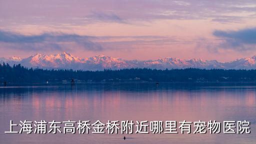 上海浦东高桥金桥附近哪里有宠物医院