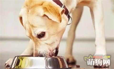 这是一篇有味道的科普，狗狗便便知多少