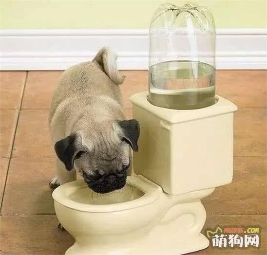 这是一篇有味道的科普，狗狗便便知多少