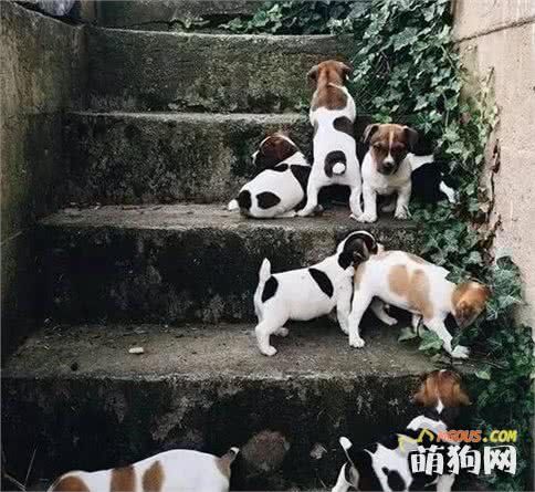 这是一篇有味道的科普，狗狗便便知多少