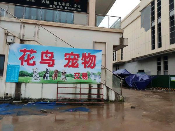 金华花鸟宠物交易市场