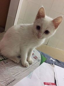 江门花鸟市场有猫咪卖吗？