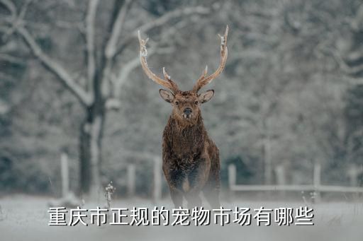 重庆市正规的宠物市场有哪些