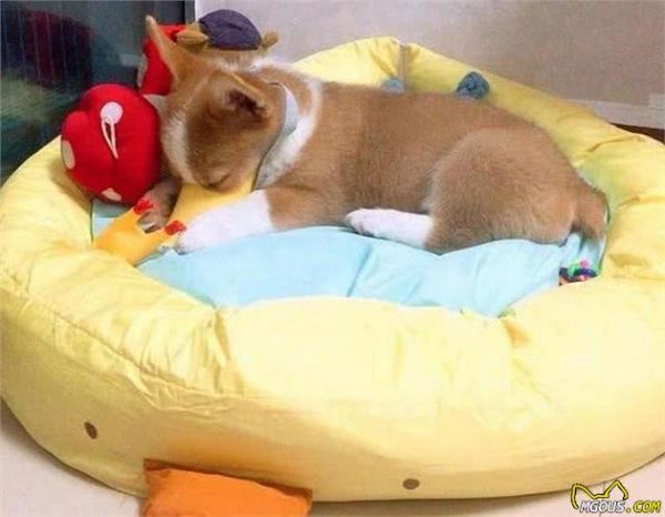 狗窝怎么挑？了解这3点，铲屎官再也不必担忧狗狗睡不好