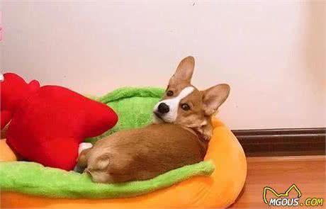 狗窝怎么挑？了解这3点，铲屎官再也不必担忧狗狗睡不好