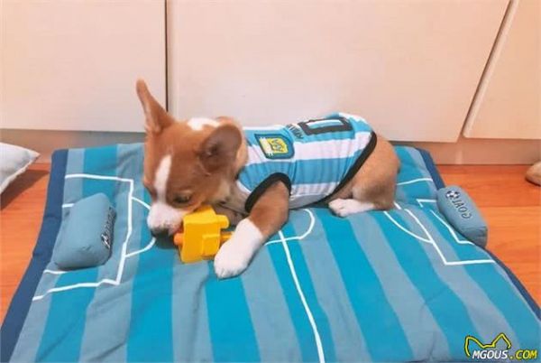 狗窝怎么挑？了解这3点，铲屎官再也不必担忧狗狗睡不好