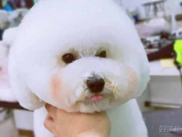宠物C级基础入门班