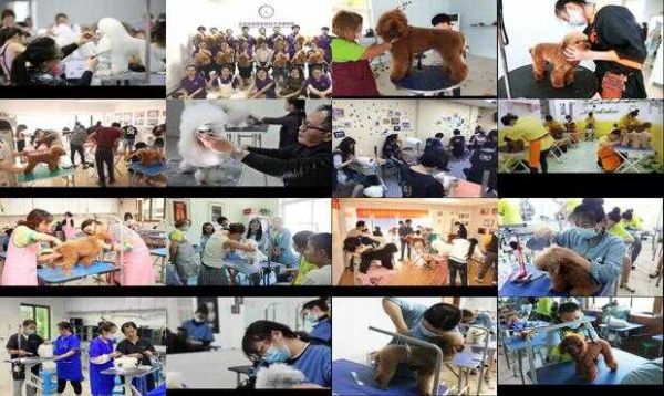 上海哪里有宠物美容师培训学校