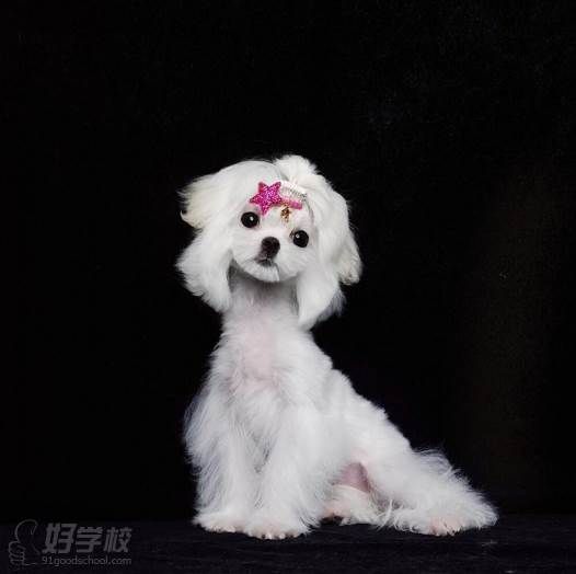 宠物美容