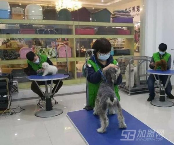 派多格加盟