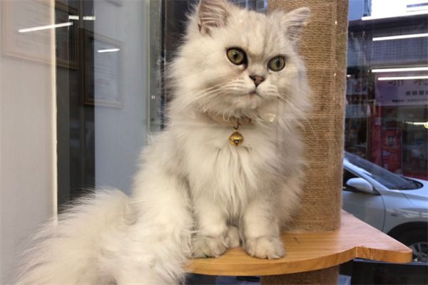 袖虎宠物店长毛猫
