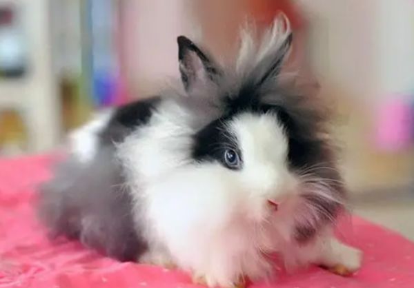 今日科普：狮子头兔怎么洗澡