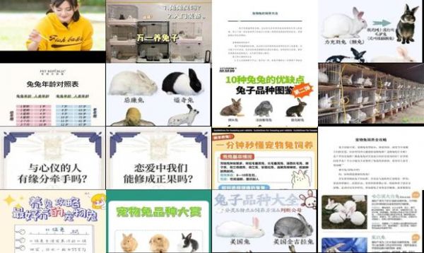 刚买的宠物兔如何饲养