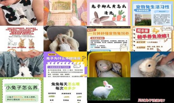 宠物兔怎么养 能洗澡吗