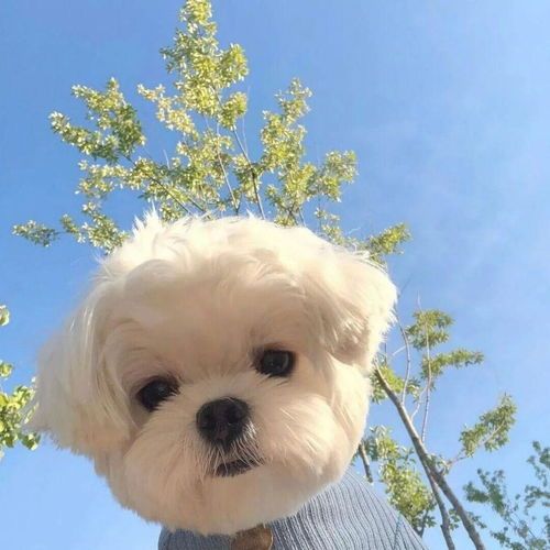 萌宠狗狗大盘点，萌化你的心！