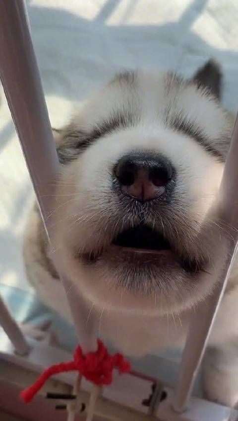 狗狗们可爱瞬间合集,老夫的直男心都被萌化了!