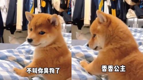 “第七级狗狗,萌化人心!”