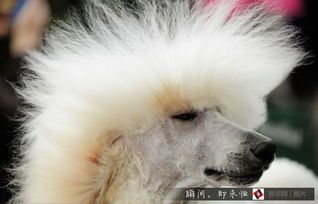 如何才能拍出萌化人心的狗狗抖音视频呢？