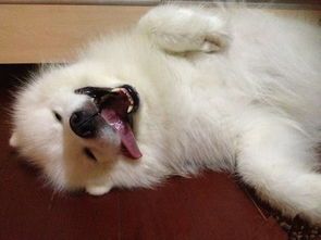 萌宠必备,这些狗狗品种萌化你的心!