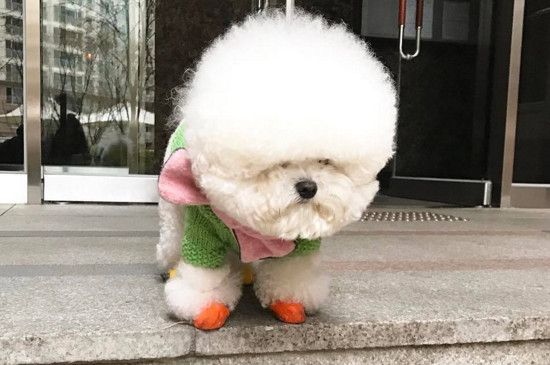 十大狗狗颜值大排名，狗界十大最可爱最萌化人心的狗狗
