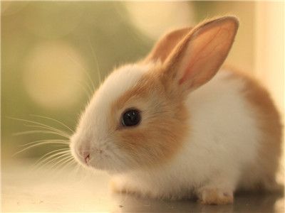 怎么和宠物兔子玩耍？