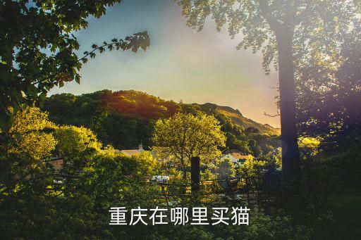 重庆在哪里买猫