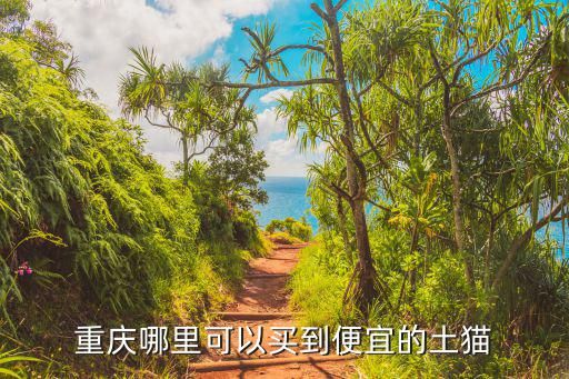 重庆哪里可以买到便宜的土猫