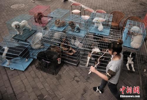 重庆的宠物批发市场在哪里（重庆的宠物批发市场在哪里啊）