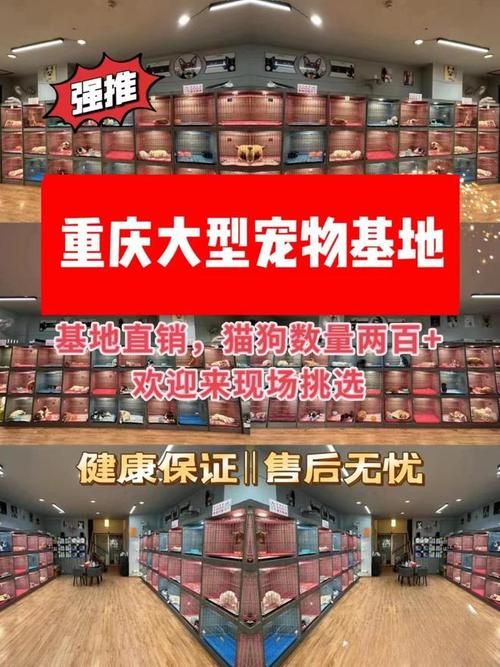 重庆的宠物批发市场在哪里（重庆的宠物批发市场在哪里啊）