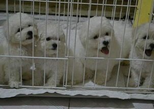 重庆宠物市场在哪