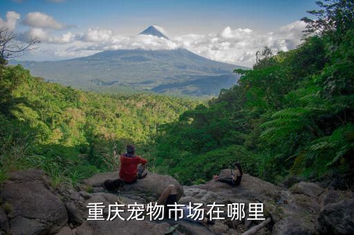 重庆宠物市场在哪里