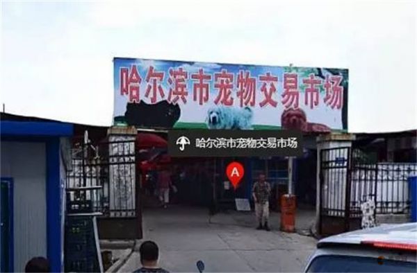 哈尔滨市最大的宠物市场在哪里