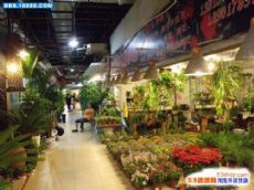 上海花鸟鱼虫市场大全汇总图片