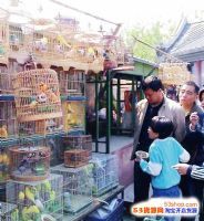 上海江宁花鸟市场图片
