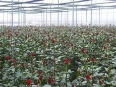 上海馨绿花木市场图片