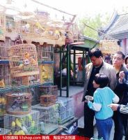 上海武定路花鸟市场图片