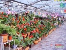 上海新泾花卉市场图片