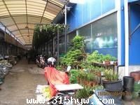 上海三林花鸟市场图片