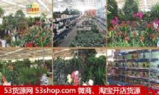 上海金桥花鸟批发市场图片