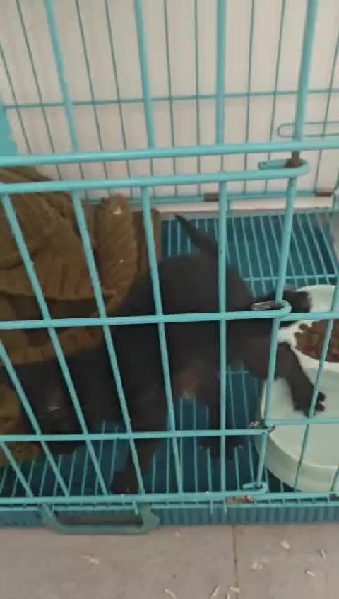 昆明现健康小黑猫待领养,软便需照料