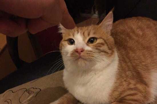 猫咪咬人的原因
