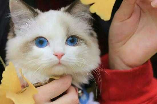 猫咪咬人的原因