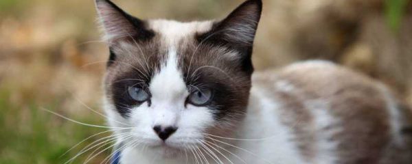 猫咪咬人的原因