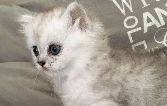猫咪轻咬主人的原因 只是在和主人游戏哦
