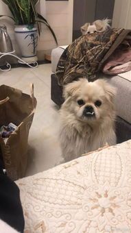 丑丑宠物：你需要知道的关于养丑宠物的一切？最适合养丑宠物的十种品种推荐