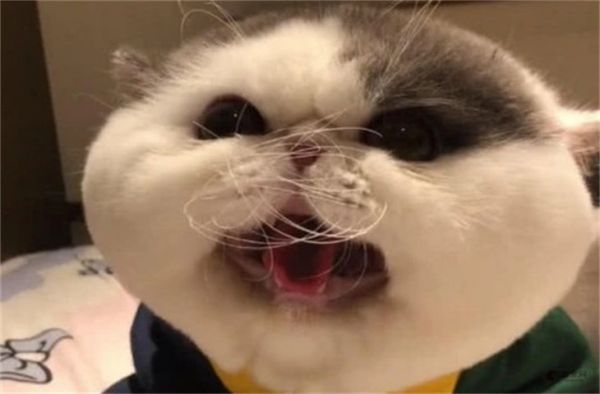 猫像噎住一样抽气怎么办