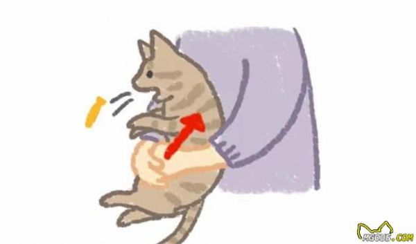 狗狗吞异物被噎别慌，学会这个动作在家就能够抢救